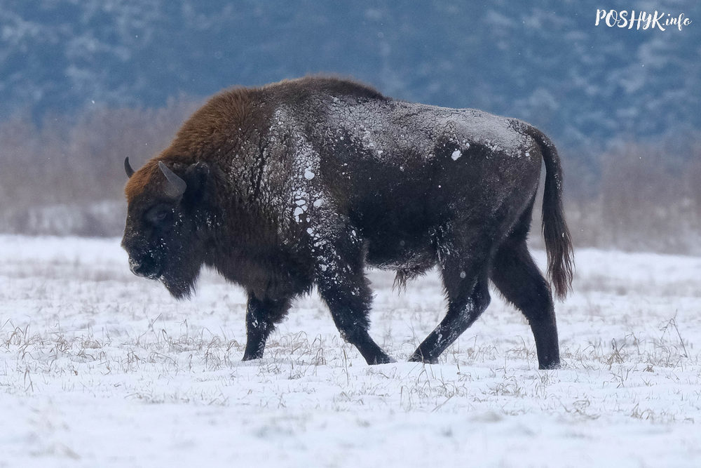Беларускі зубр фота