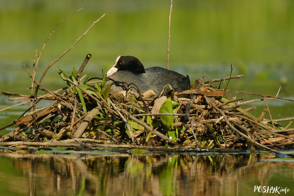Як выглядае птушка Лыска?