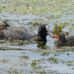 Вадаплаўная птушка Лысуха ці Лыска (Fulica atra) Як выглядае птушка Лыска ці Лысуха?