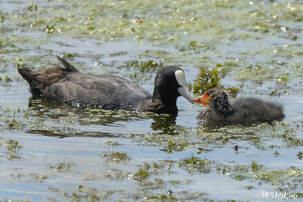 Лыска з птушаняткам