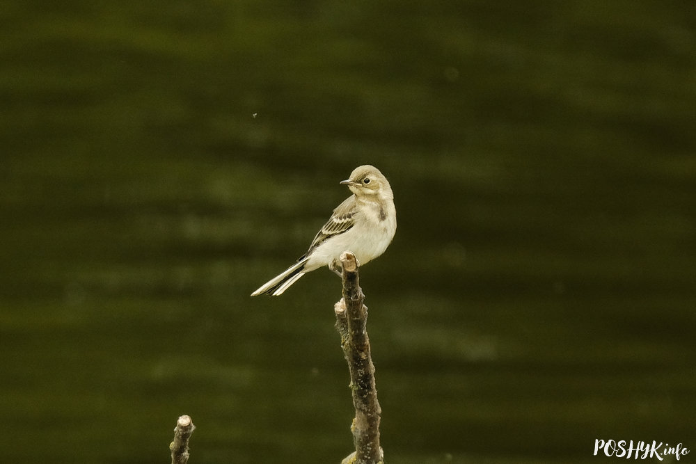 Маладая птушка пліска