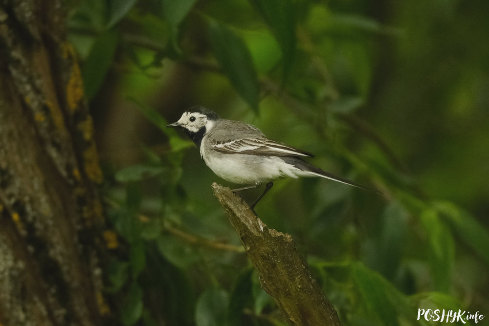 Белая пліска (сітаўка) - як выглядае гэтая птушка?