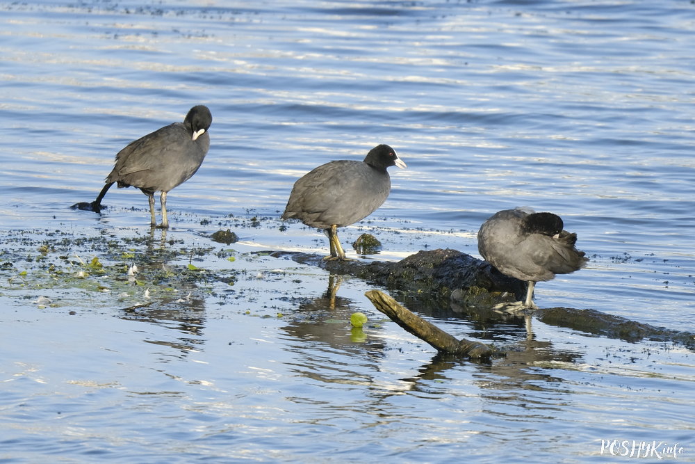 Птушкі Беларусі - Лыскі