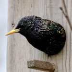 Шпак звычайны – апісанне і асаблівасці Шпак звычайны – апісанне і асаблівасці