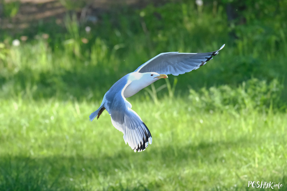 Серабрыстая чайка (Larus argentatus) - апісанне і фота