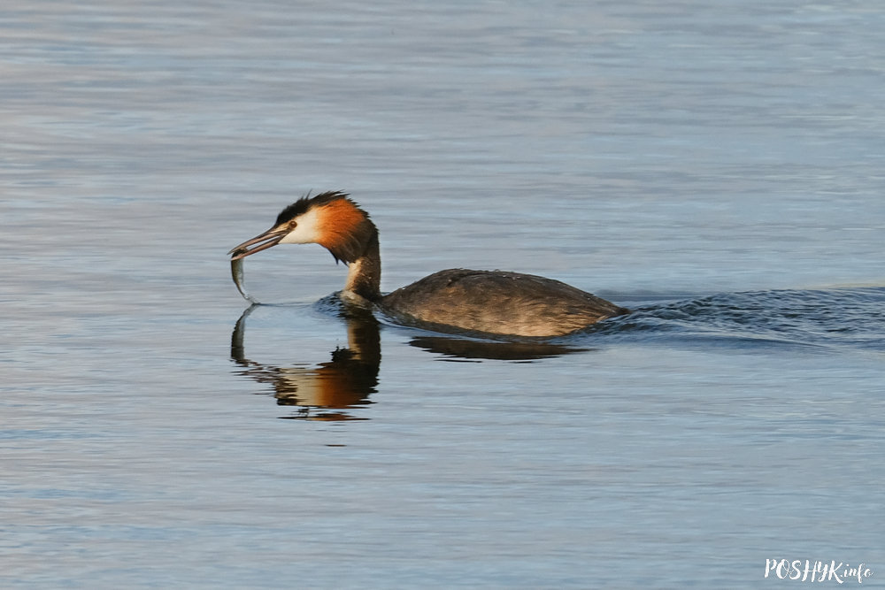 Коўра вялікая ці Паганка – апісанне і фота