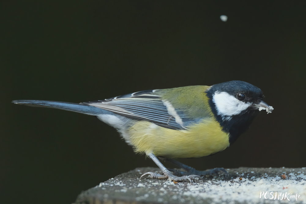 Птушка Вялікая сініца – фота і апісанне
