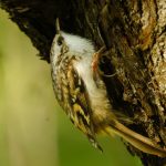 Звычайная пішчуха ці паўзунок (Certhia familiaris): як выглядае? Звычайная пішчуха ці паўзунок (Certhia familiaris): як выглядае?