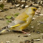 Птушка зелянушка звычайная (Carduelis chloris) – як выглядае? Птушка зелянушка звычайная (Carduelis chloris) - як выглядае?