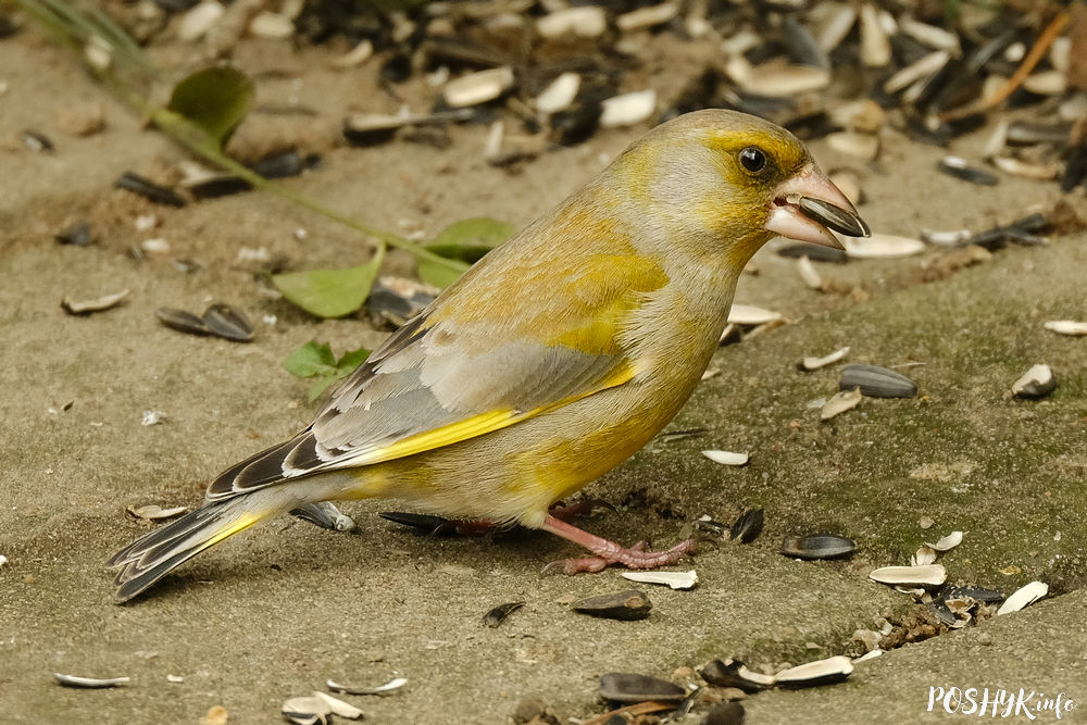 Птушка зелянушка звычайная (Carduelis chloris) - як выглядае?