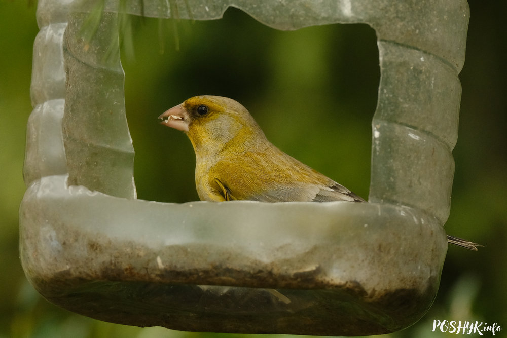 Птушка зелянушка звычайная