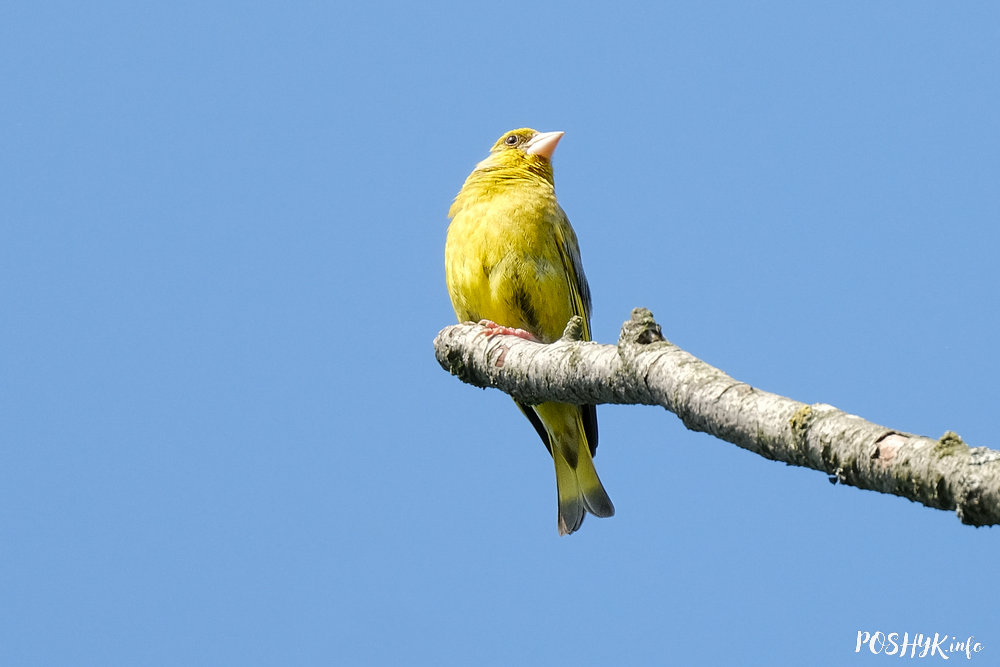 Звычайная стрынатка (Аўсянка) - фота і апісанне