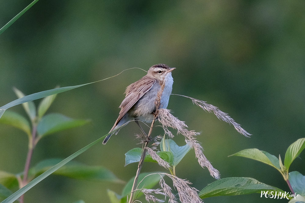 Чаротаўка звычайная (Acrocephalus schoenobaenus) ці Чарацянка-барсучок