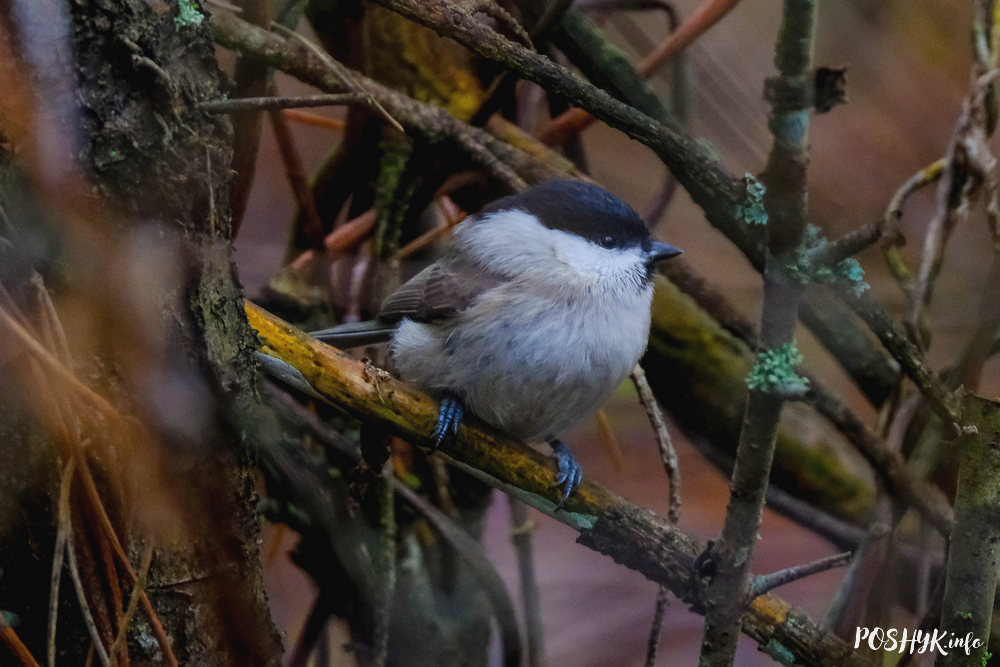 Птушкі Беларусі: сівая сініца – апісанне і фота