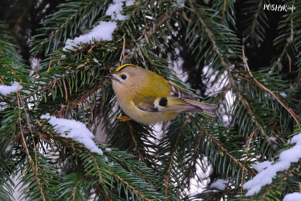 Как выглядит и описание птицы Желтоголового королька