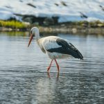 White stork bird