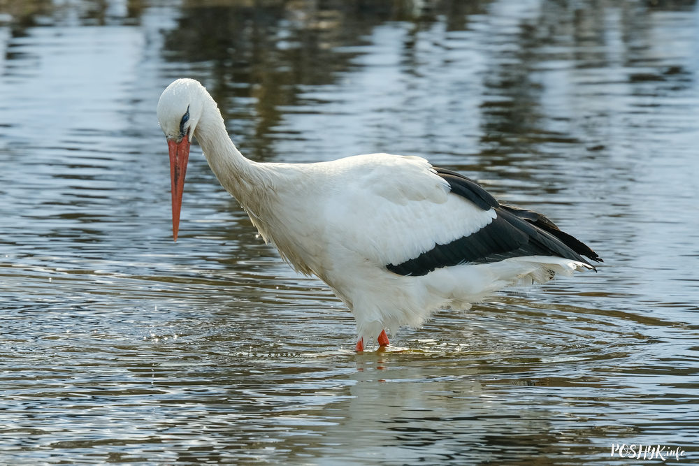 White stork