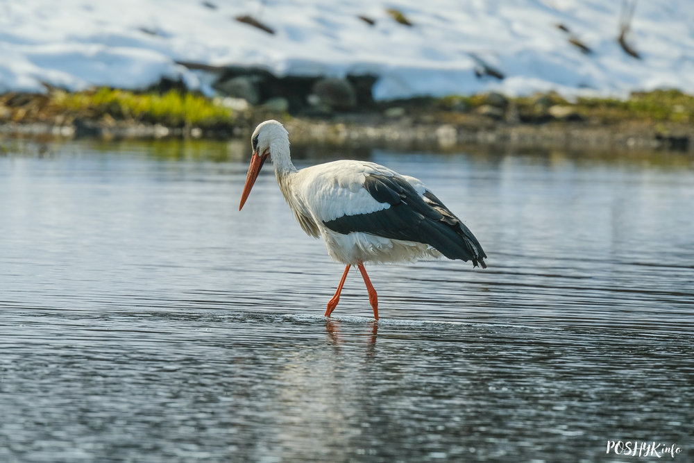 White stork bird