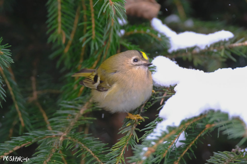 Жоўтагаловы каралёк