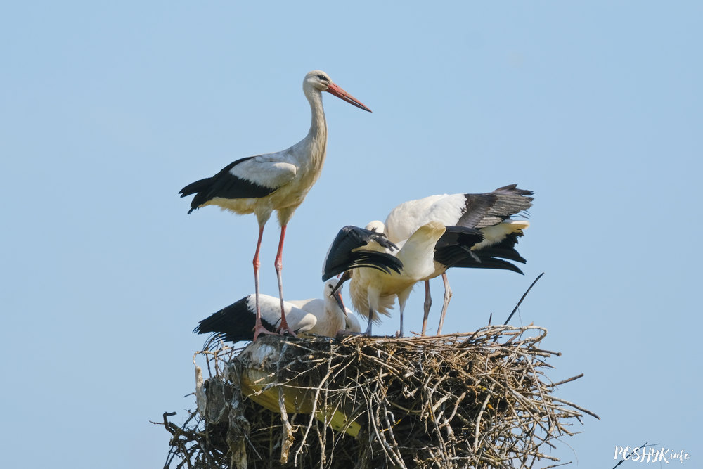 Аист - фот и описание