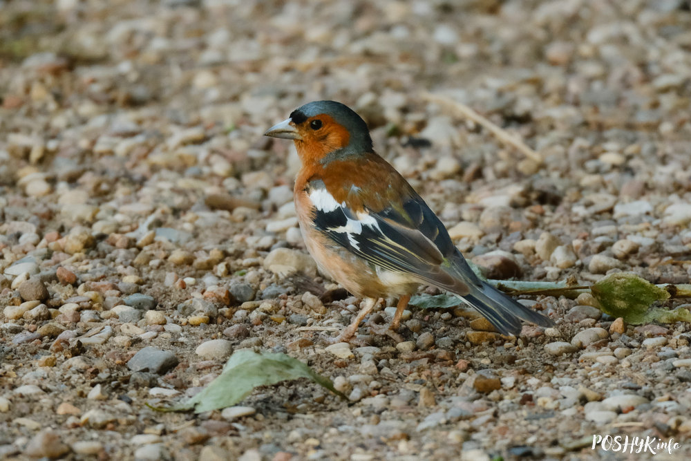 Берасцянка (Fringilla coelebs) - як выглядае гэтая пеўчая птушка?