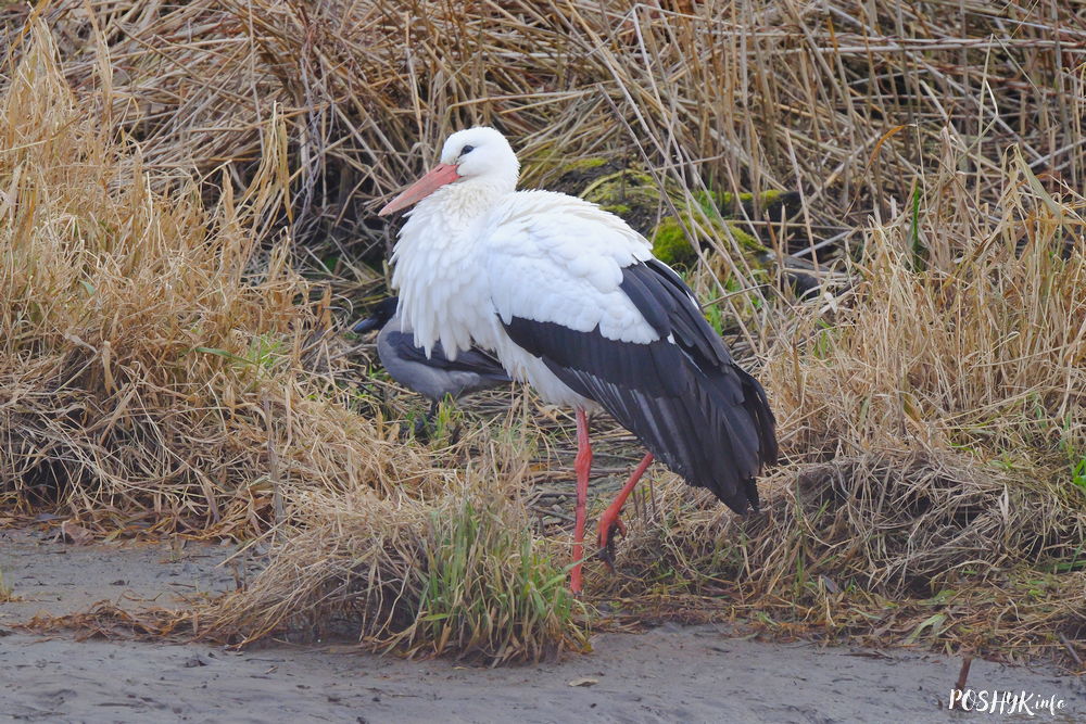 Как выглядит аист