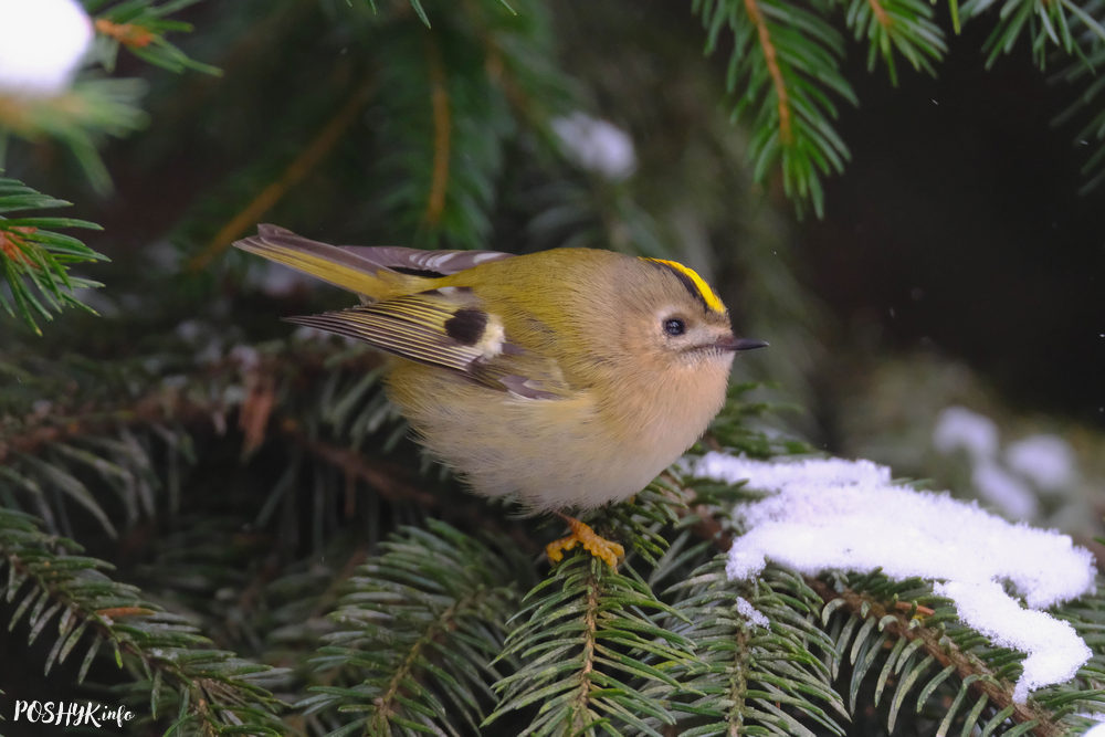 Птица Желтоголовый королёк