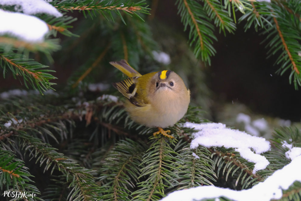 Птушкі Беларусі: Жоўтагаловы каралёк