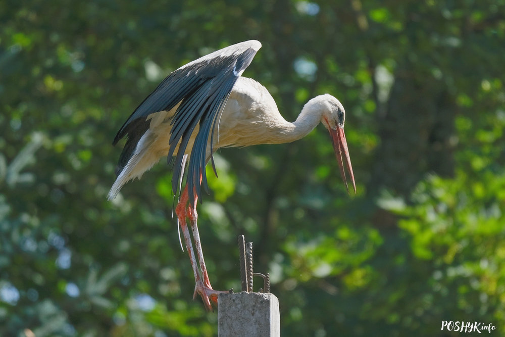 Птушкі Беларусі - бусел