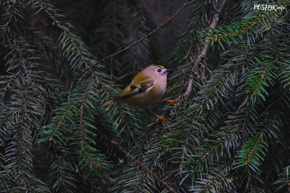 Жоўтагаловы каралёк