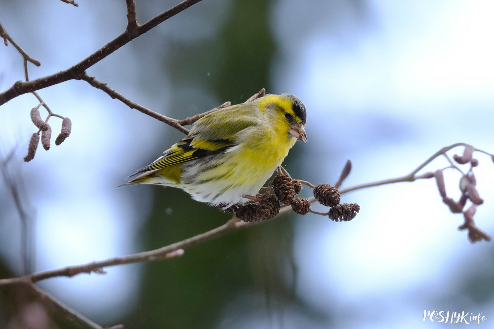 Як выглядае птушка чыж (Spinus spinus)?