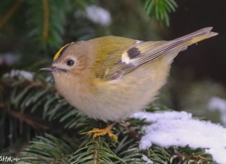 Что за птица Желтоголовый королёк? Что за птица Желтоголовый королёк?