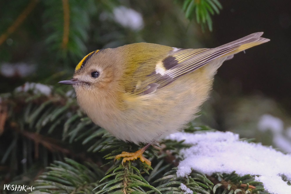 Goldcrest
