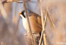 TOP 6 - Rare and Unique Birds of Belarus