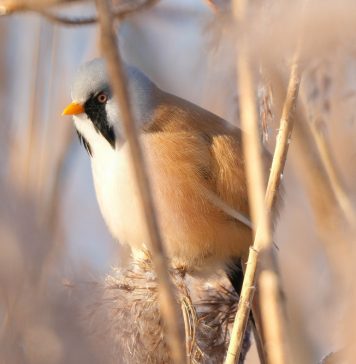 TOP 6 - Rare and Unique Birds of Belarus