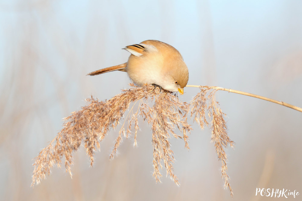 Bearded reedling female