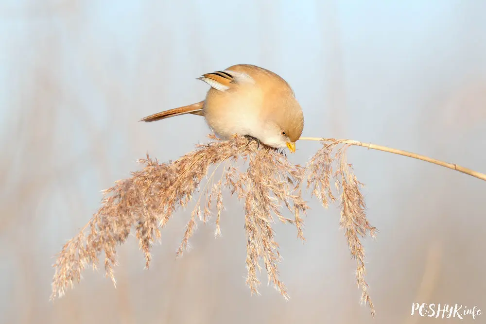 Bearded reedling female
