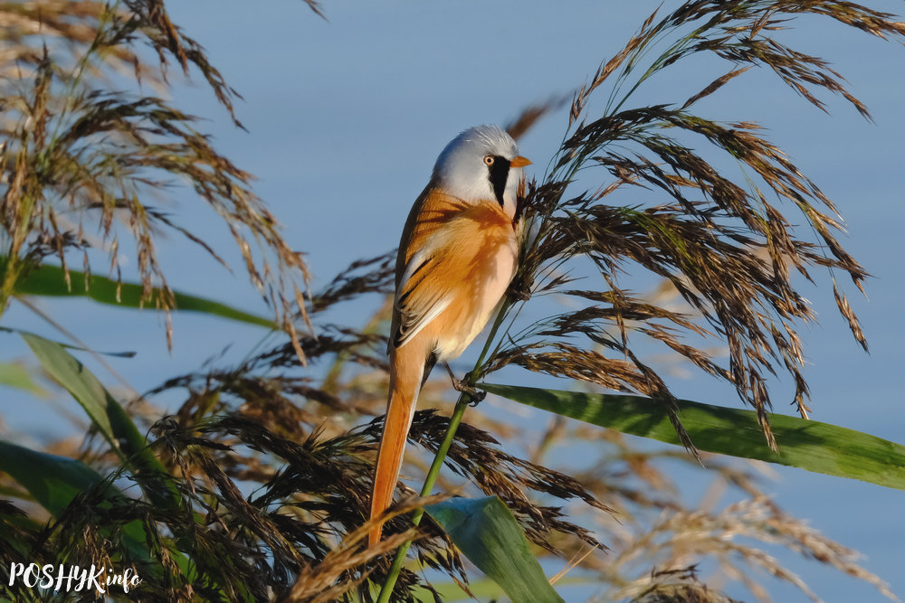 Bearded reedling male