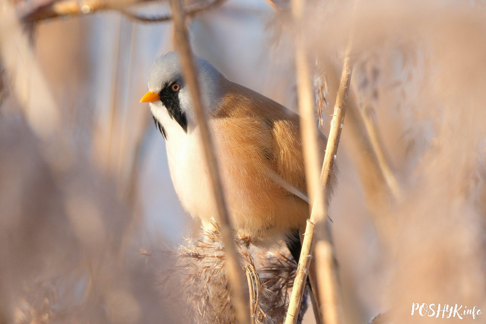 Bearded reedling