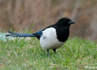 Птушка сарока (Pica pica) – апісанне і фота Птушка сарока (Pica pica) – апісанне і фота