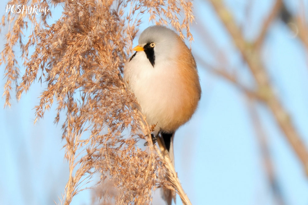 Усатая синица (Panurus biarmicus)