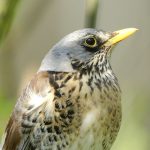 Птушкі Беларусі: дрозд-рабіннік (Turdus pilaris)