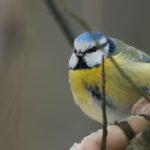 Як выглядае блакітніца звычайная (Cyanistes caeruleus)?