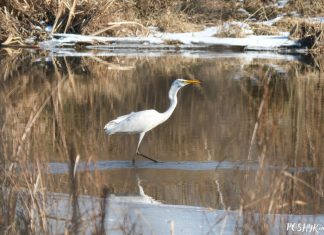 Белая вялікая чапля – апісанне і фатаграфіі птушкі Птушкі Беларусі - Белая чапля