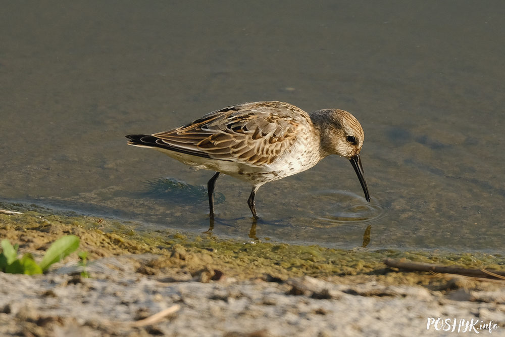 Як выглядае кіркун вялікі? Кіркун вялікі (Calidris alpina) – апісанне і фота