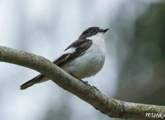 Птушкі Беларусі: Валасяніца пярэстая