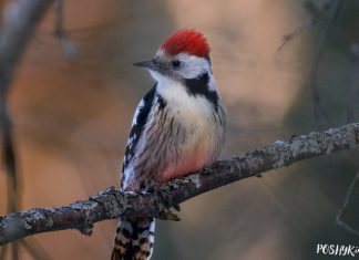 птушка Дзяцел сярэдні