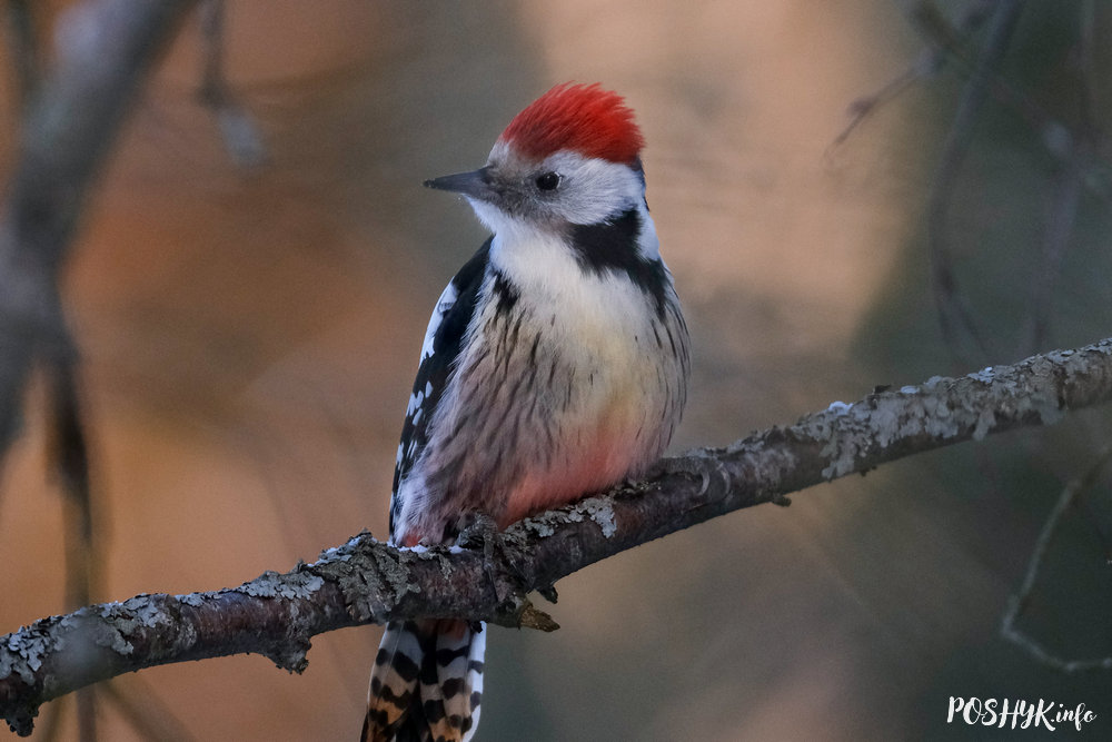 птушка Дзяцел сярэдні птушка Дзяцел сярэдні