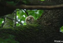Птушыная віктарына разам з Дукорскім маёнткам