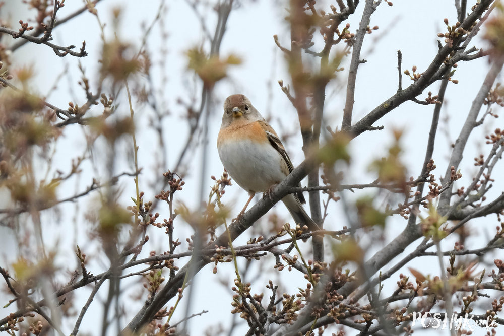 Птушка юрок самка